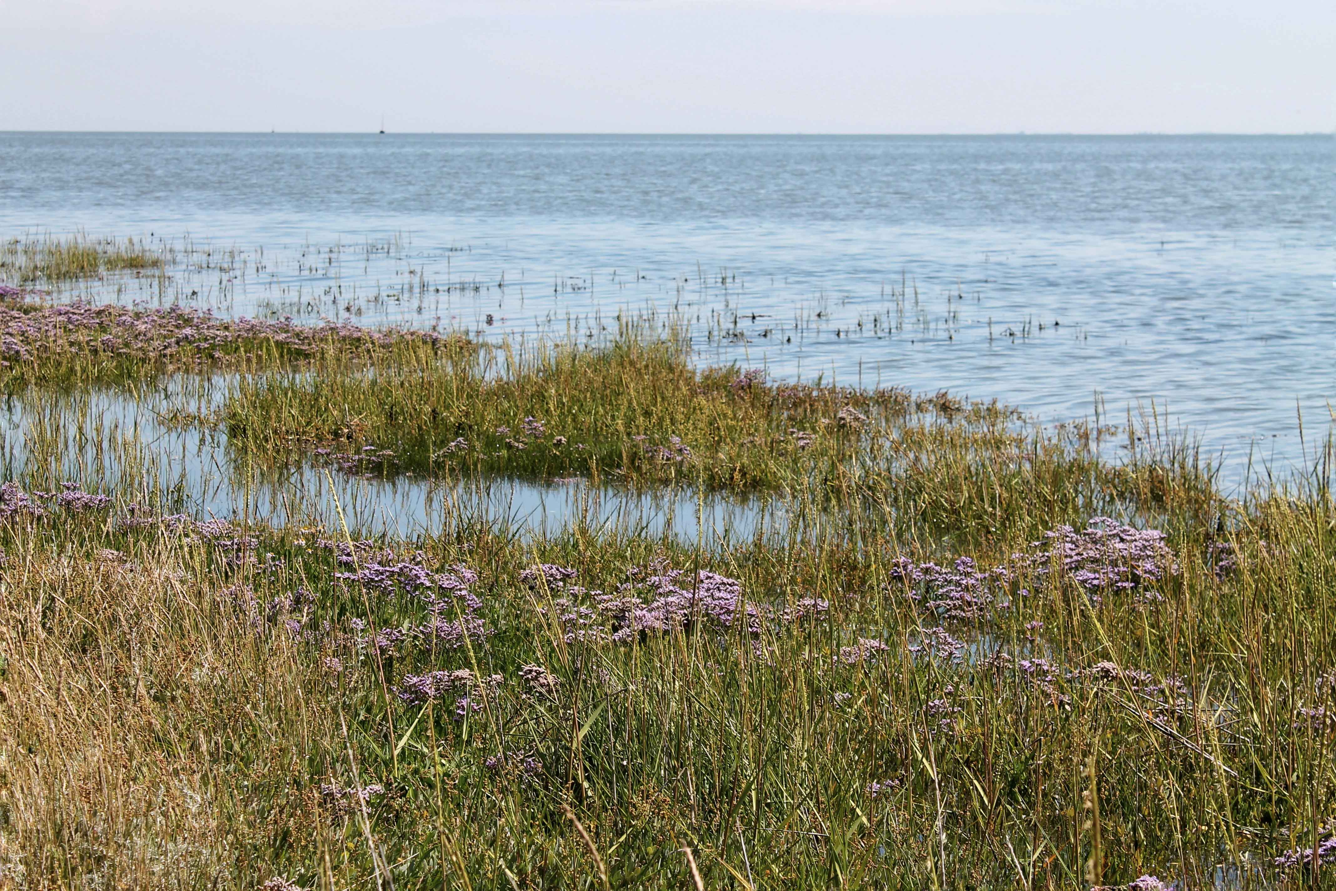 green grass near body of water during daytime